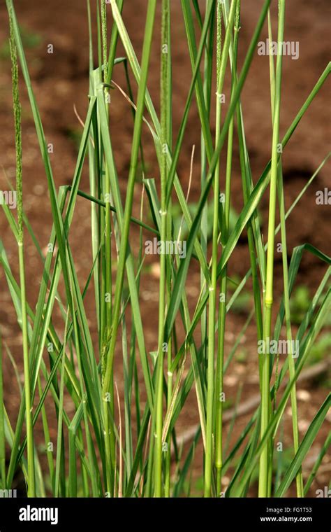 vetiver in english name.